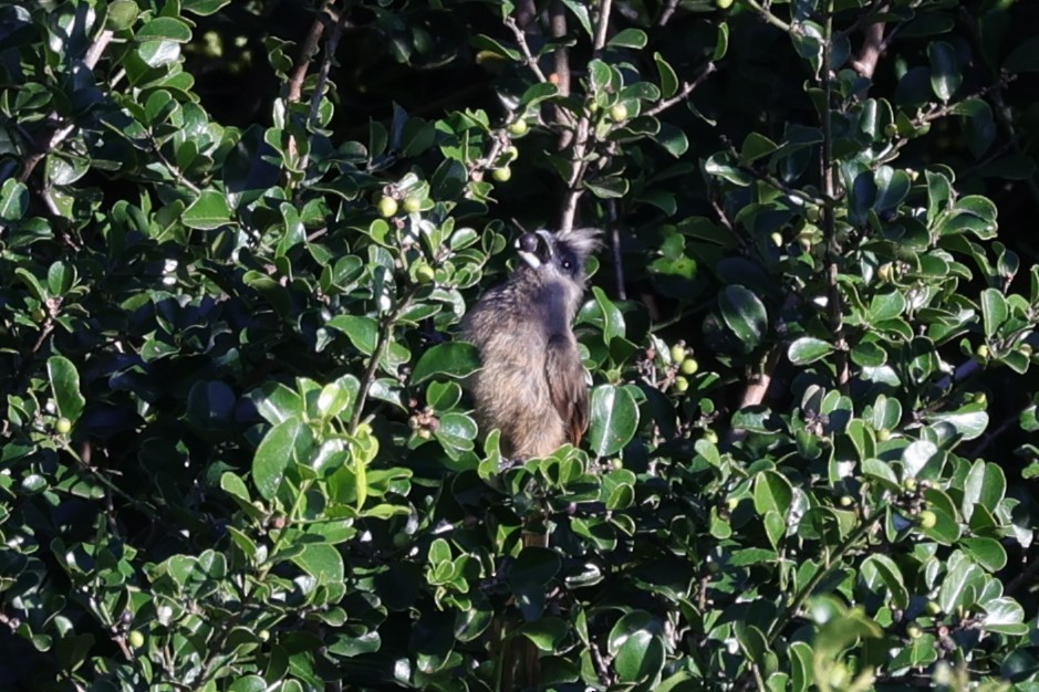 Speckled Mousebird - ML642058519