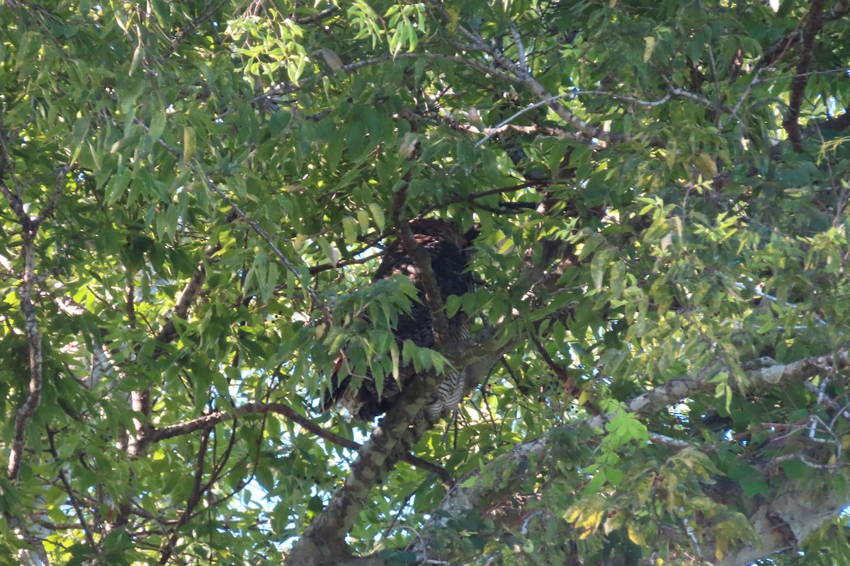 Great Horned Owl - ML642058520