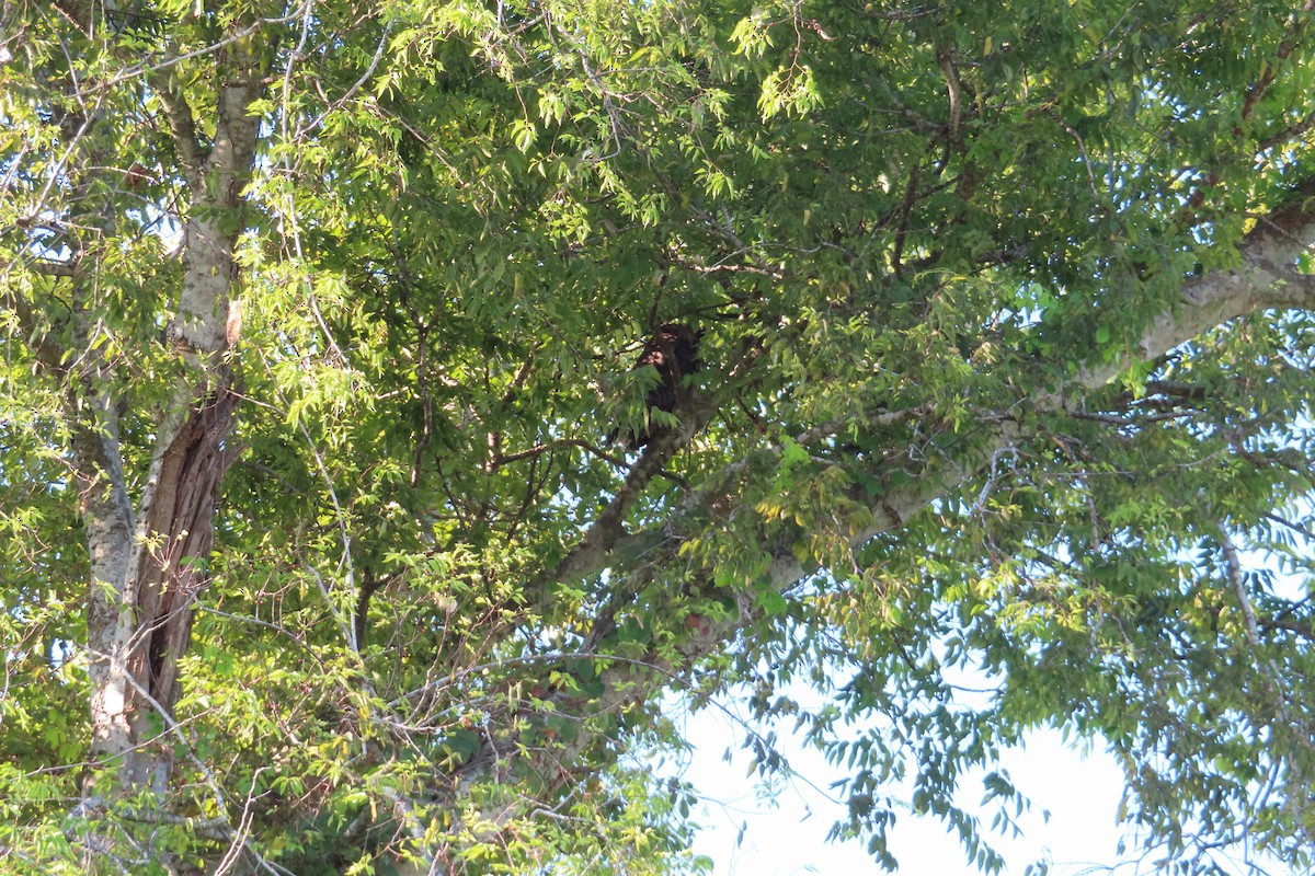 Great Horned Owl - ML642058521