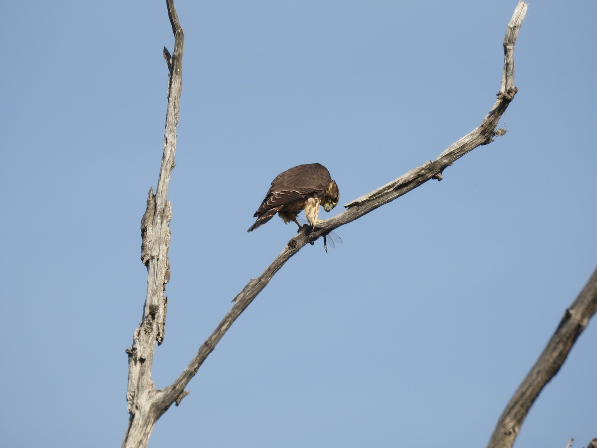 Merlin - ML642058522