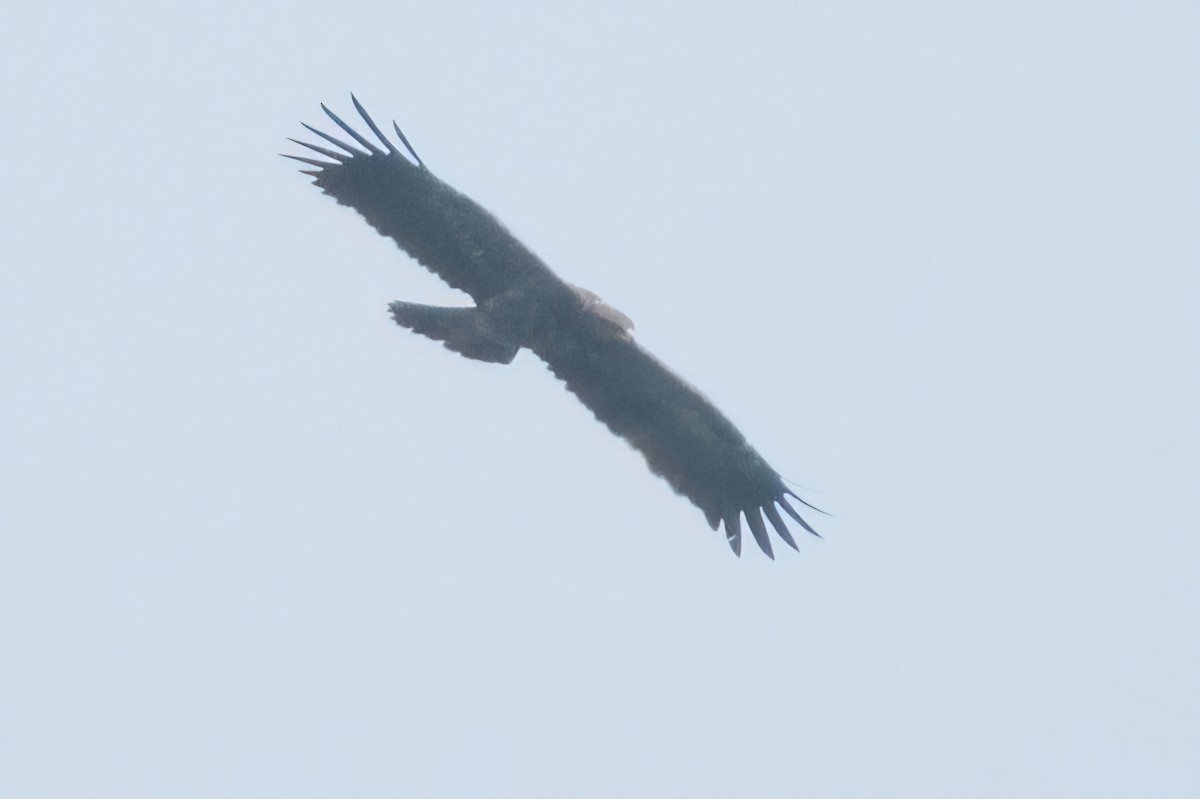 Lesser Spotted Eagle - ML642058524