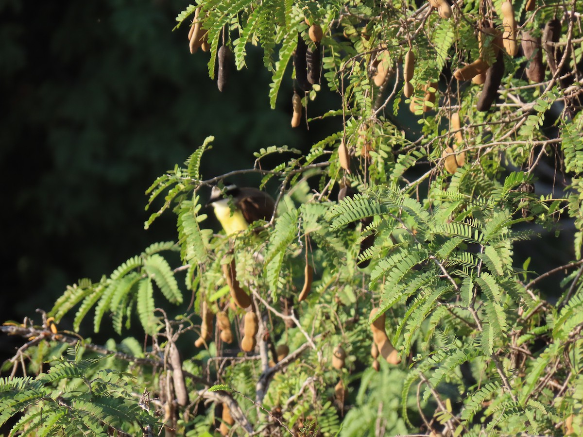 Great Kiskadee - ML642058525