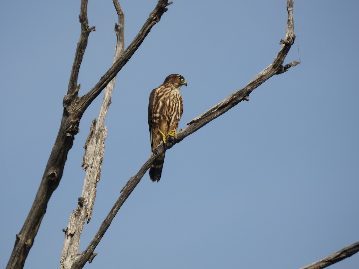 Merlin - ML642058527