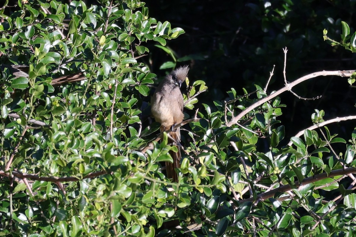 Brown-hooded Kingfisher - ML642058529