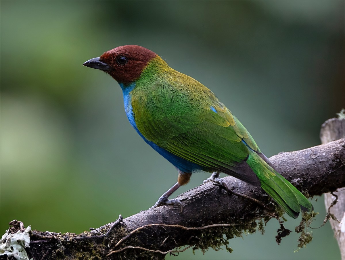 Bay-headed Tanager - ML642058530