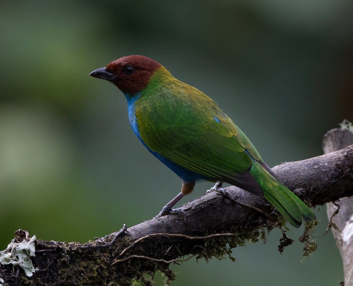 Bay-headed Tanager - ML642058532