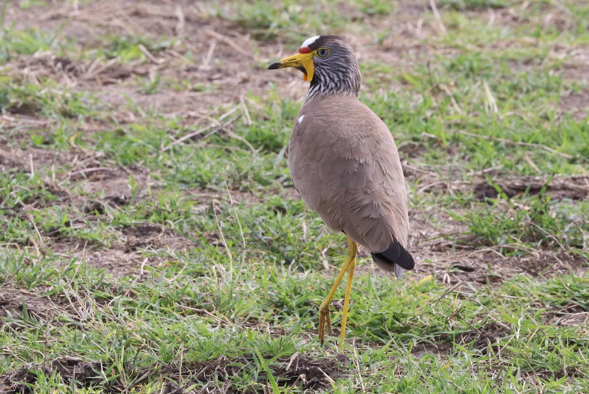 Wattled Lapwing - ML642058534