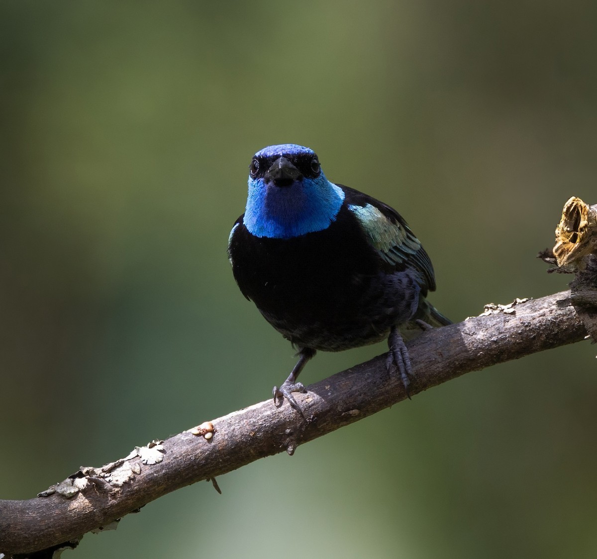 Blue-necked Tanager - ML642058536
