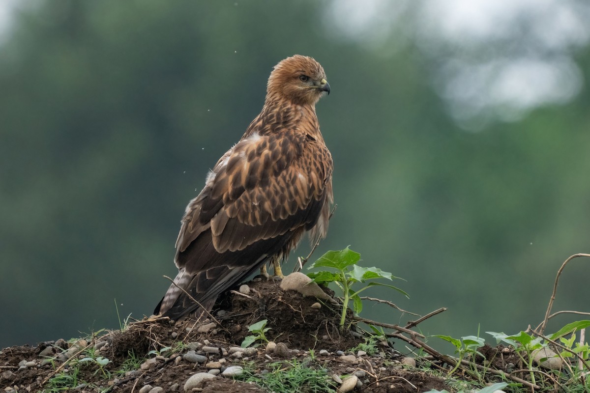 Long-legged Buzzard - ML642058541
