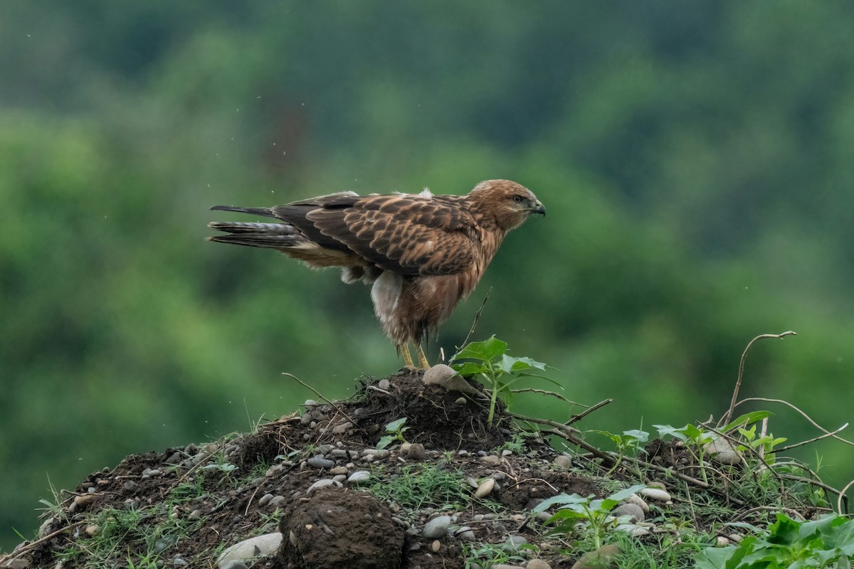 Long-legged Buzzard - ML642058542