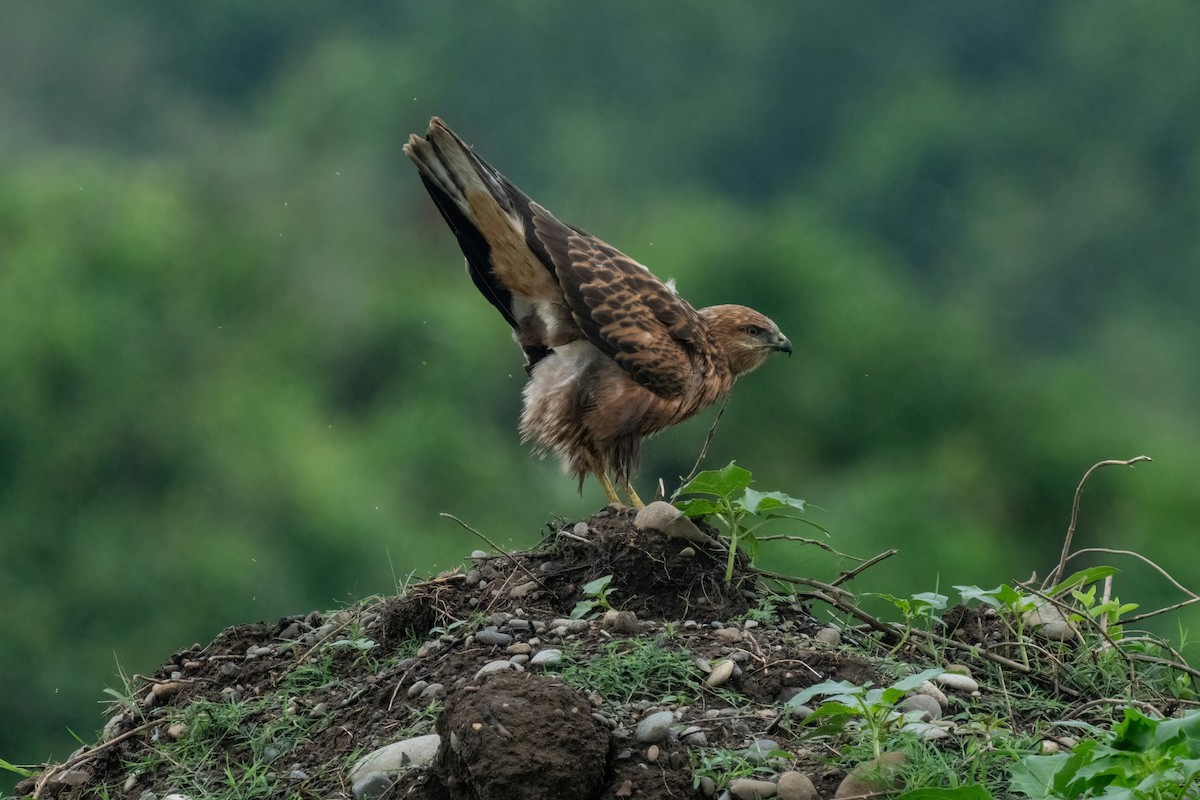Long-legged Buzzard - ML642058543