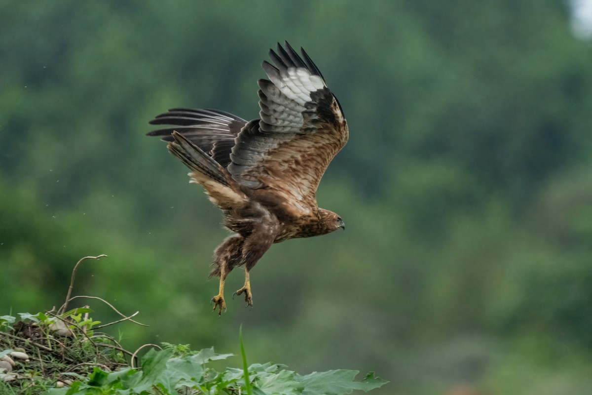 Long-legged Buzzard - ML642058544