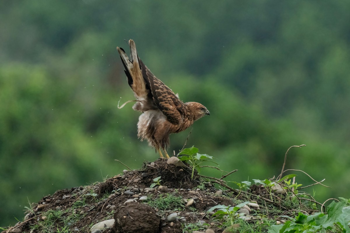 Long-legged Buzzard - ML642058545