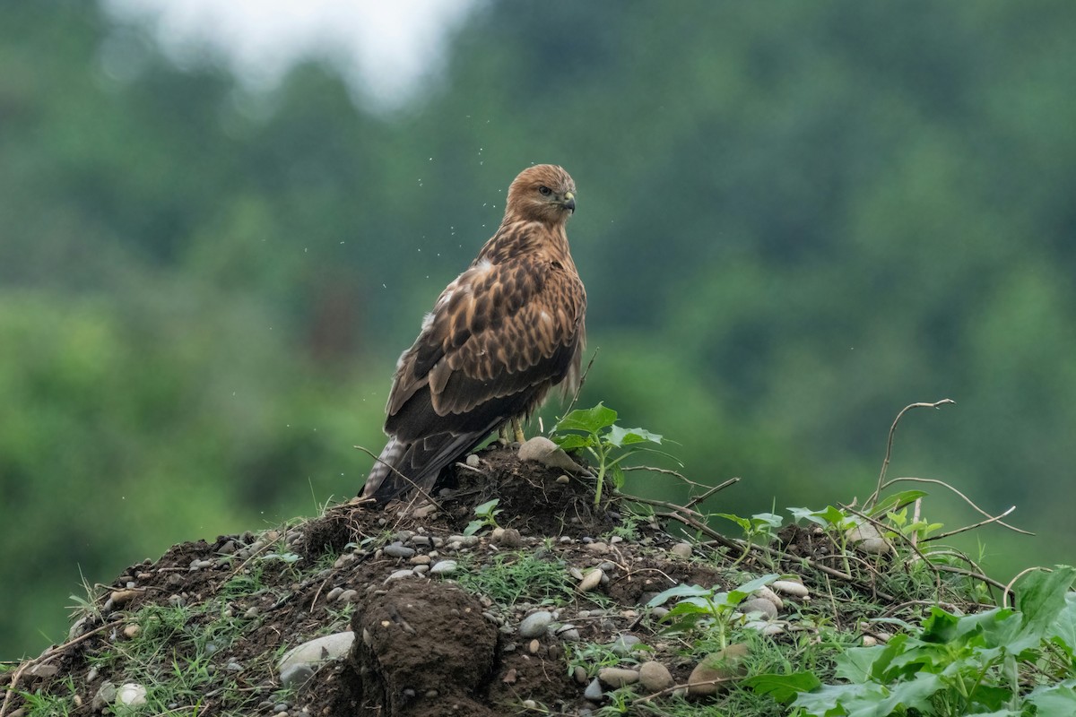 Long-legged Buzzard - ML642058546