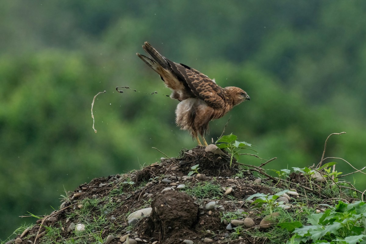 Long-legged Buzzard - ML642058548