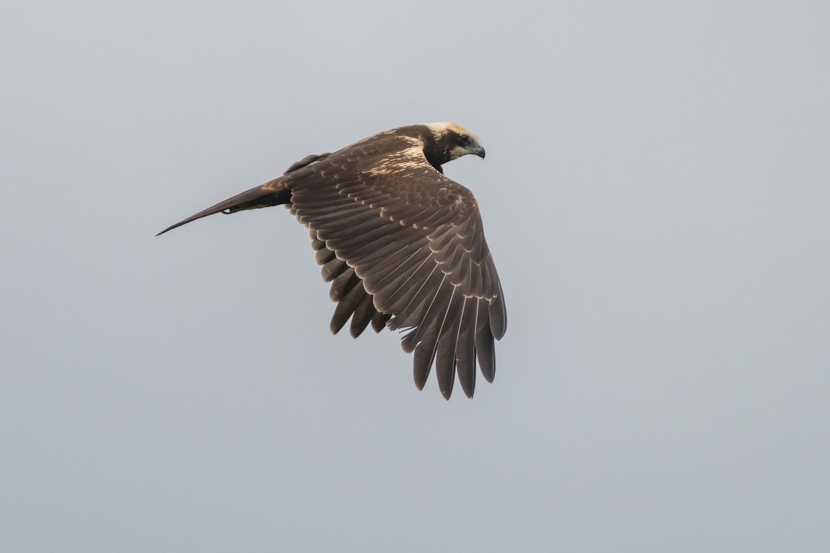 Western Marsh Harrier - ML642058559