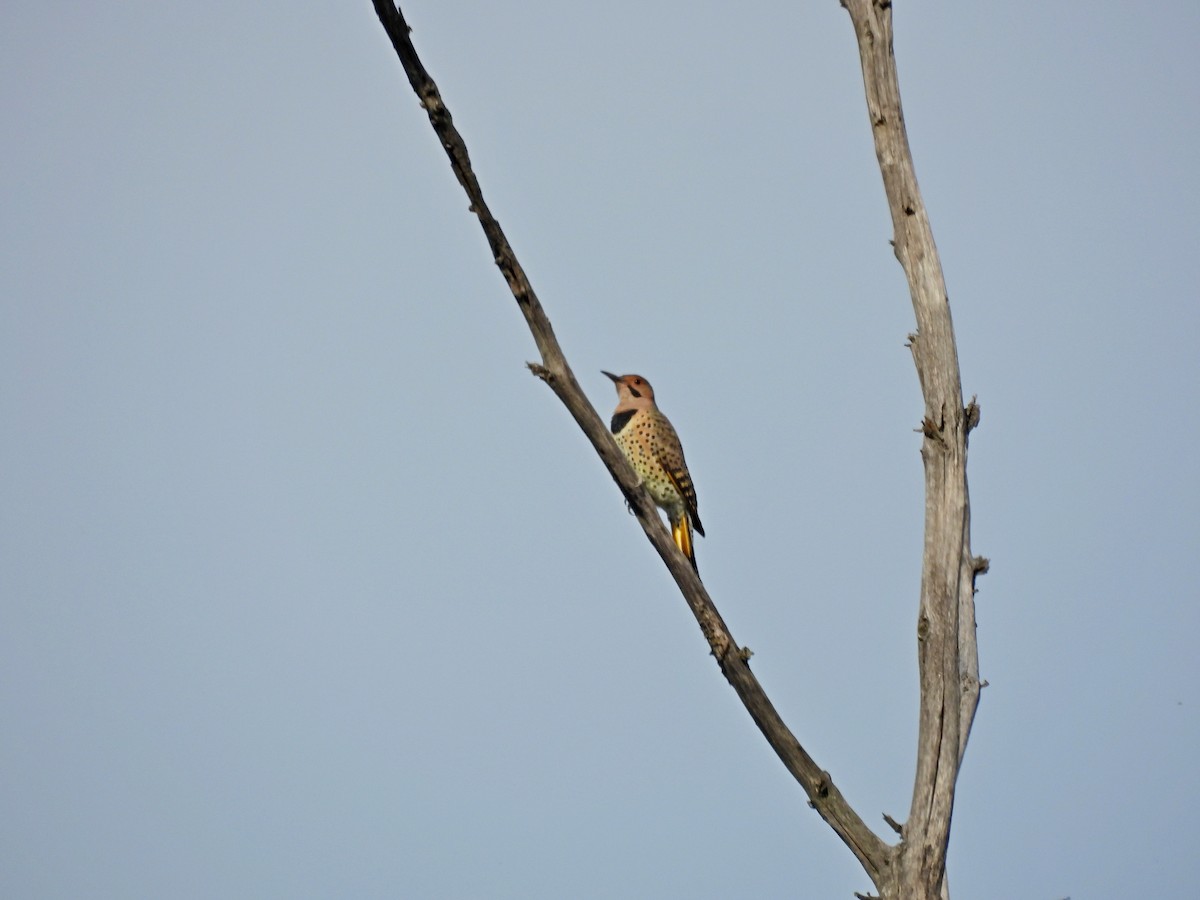 Northern Flicker - ML642058560