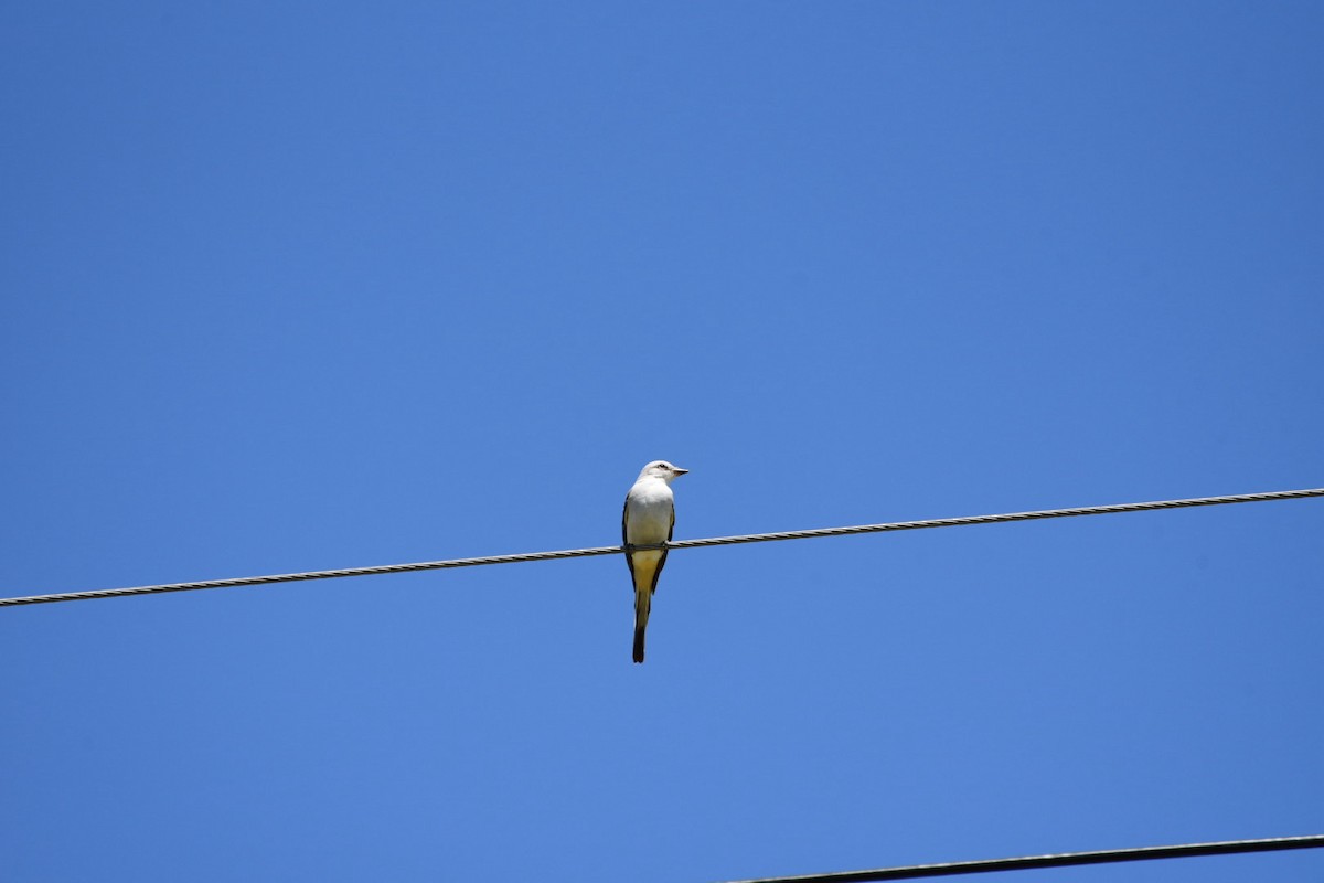 Scissor-tailed Flycatcher - ML642058568