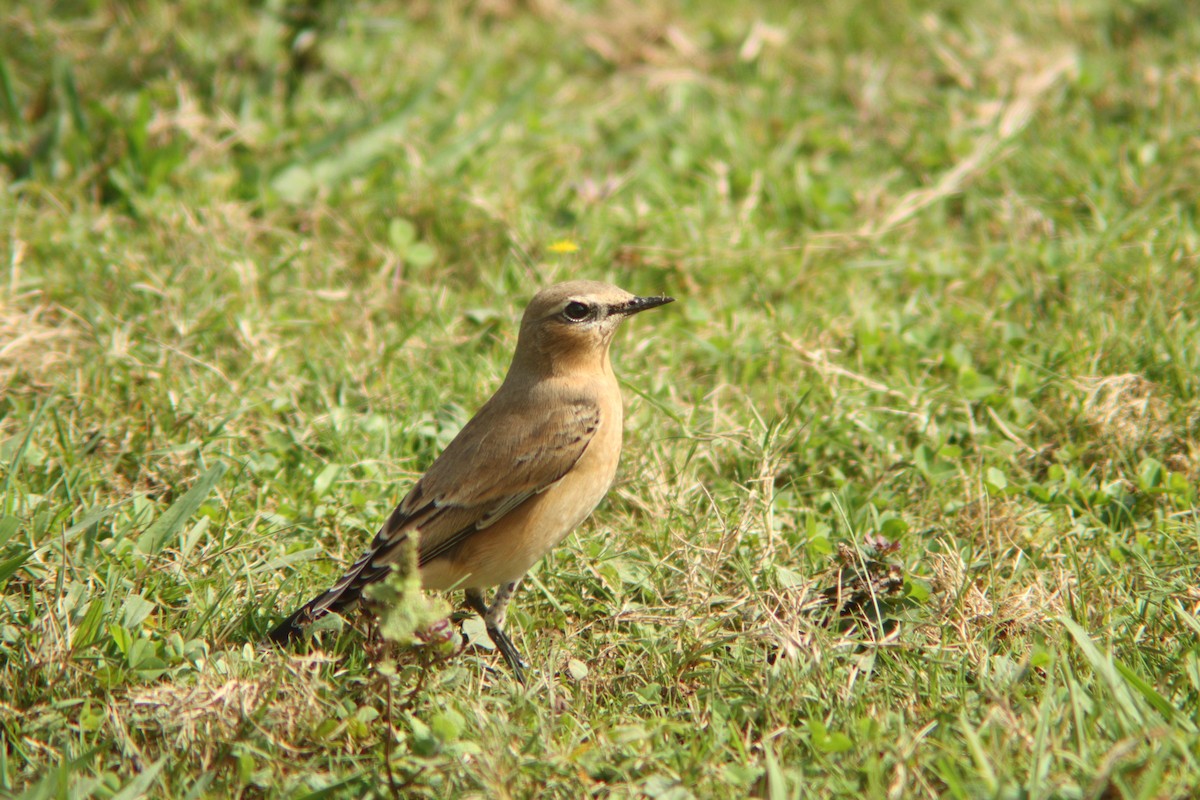 Northern Wheatear - ML642058583