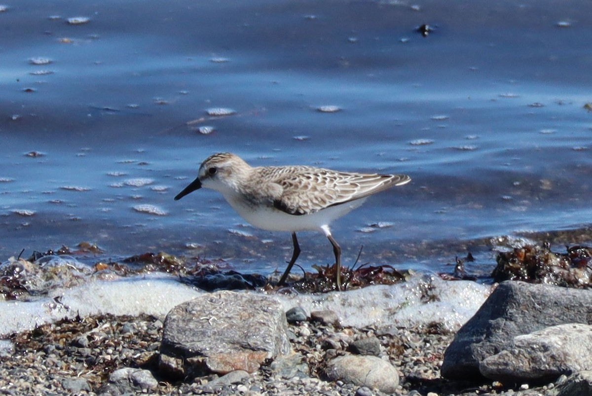 Semipalmated Sandpiper - ML642058611