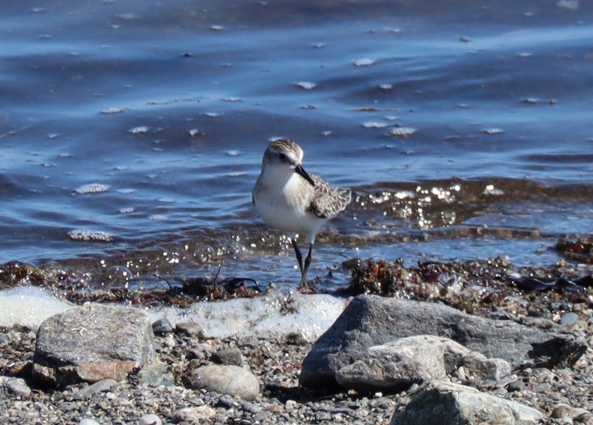 Semipalmated Sandpiper - ML642058612