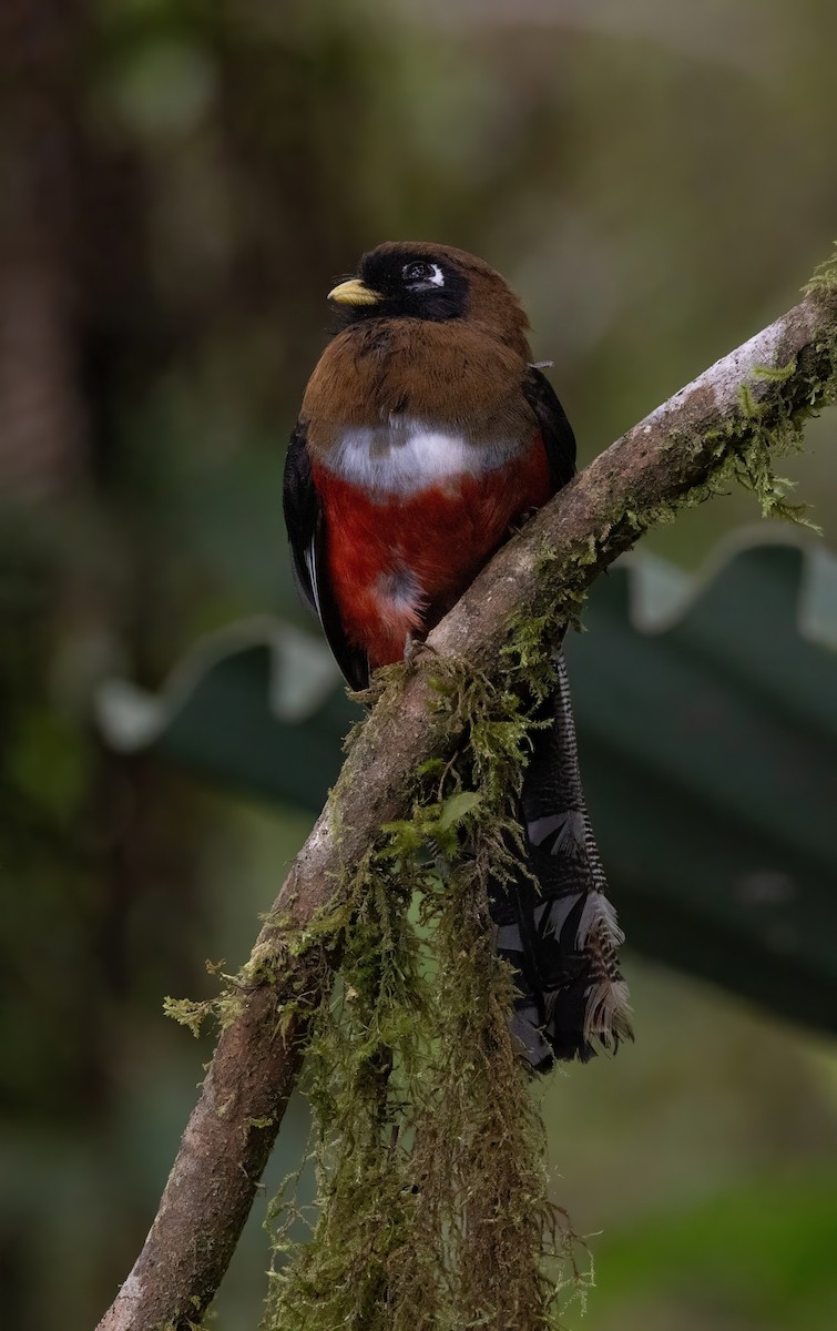 Trogon masqué - ML642058623
