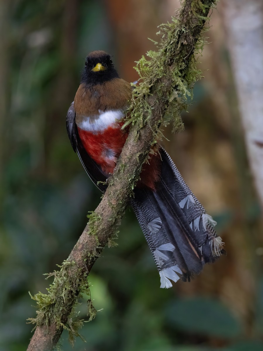 Trogon masqué - ML642058625