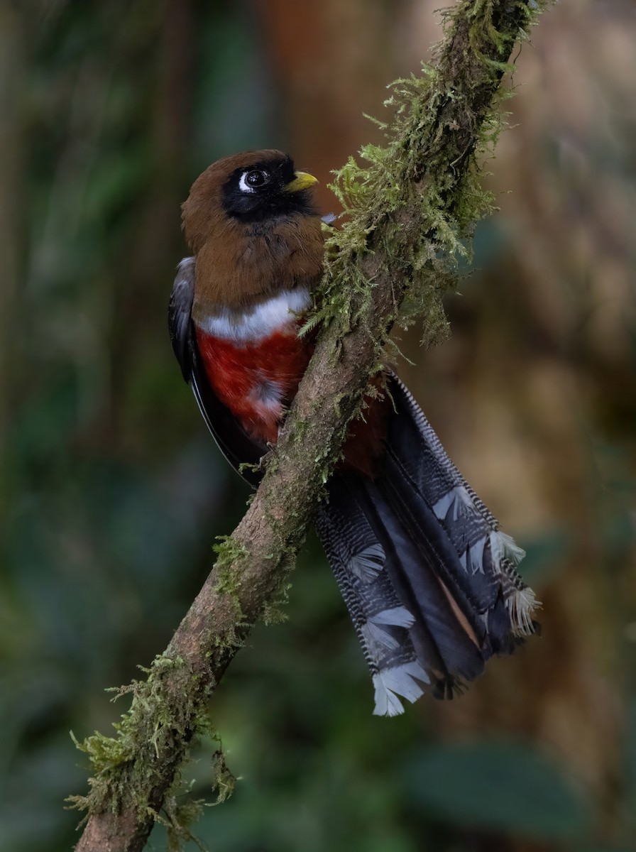 Trogon masqué - ML642058626