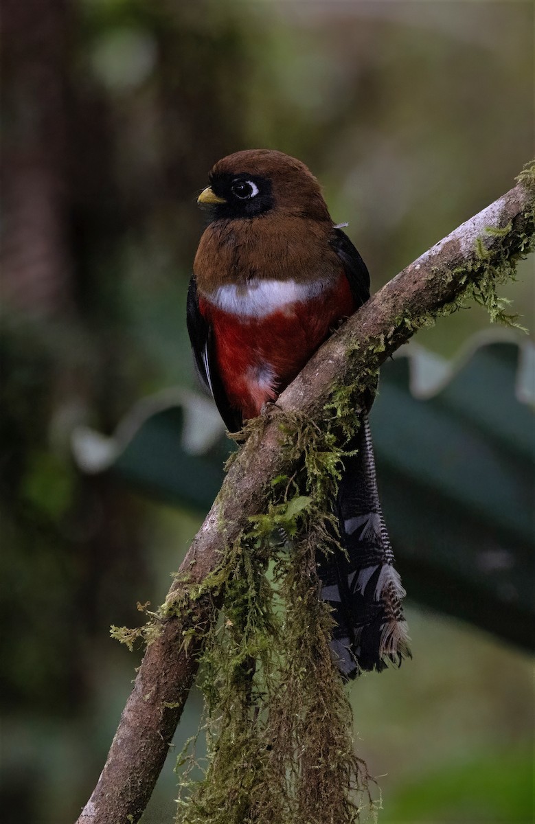 Trogon masqué - ML642058627