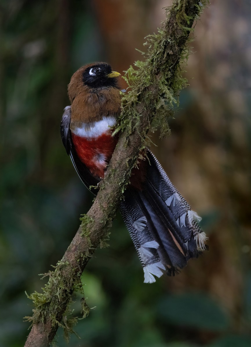 Trogon masqué - ML642058628