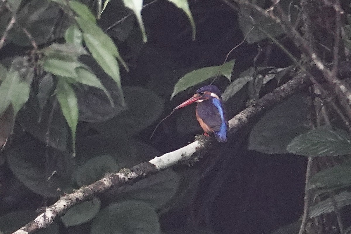Blue-eared Kingfisher - ML642058634