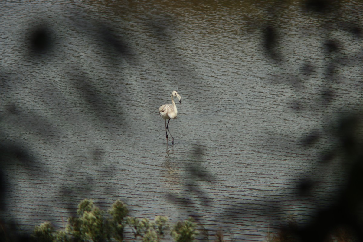 Greater Flamingo - ML642058641