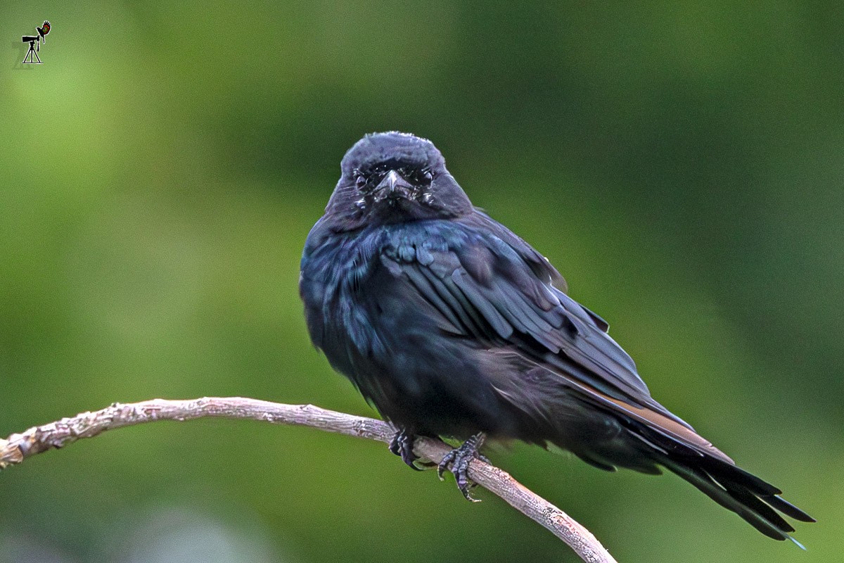 drongo černý - ML642058642