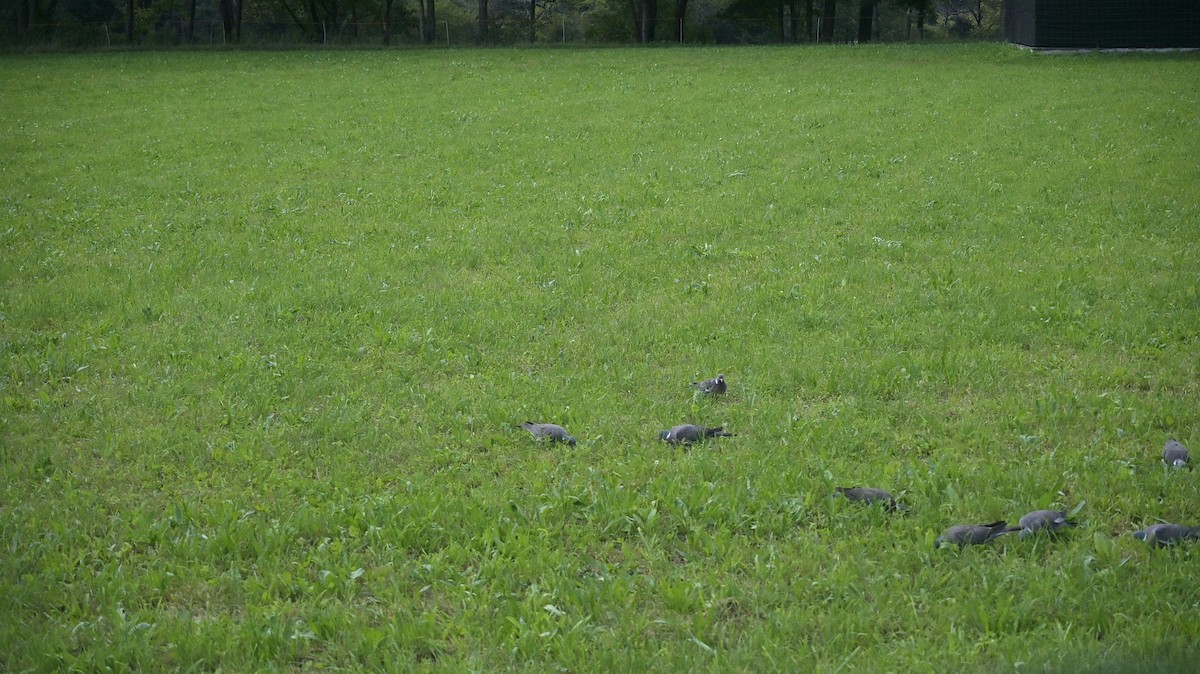 Pigeon ramier - ML642058646
