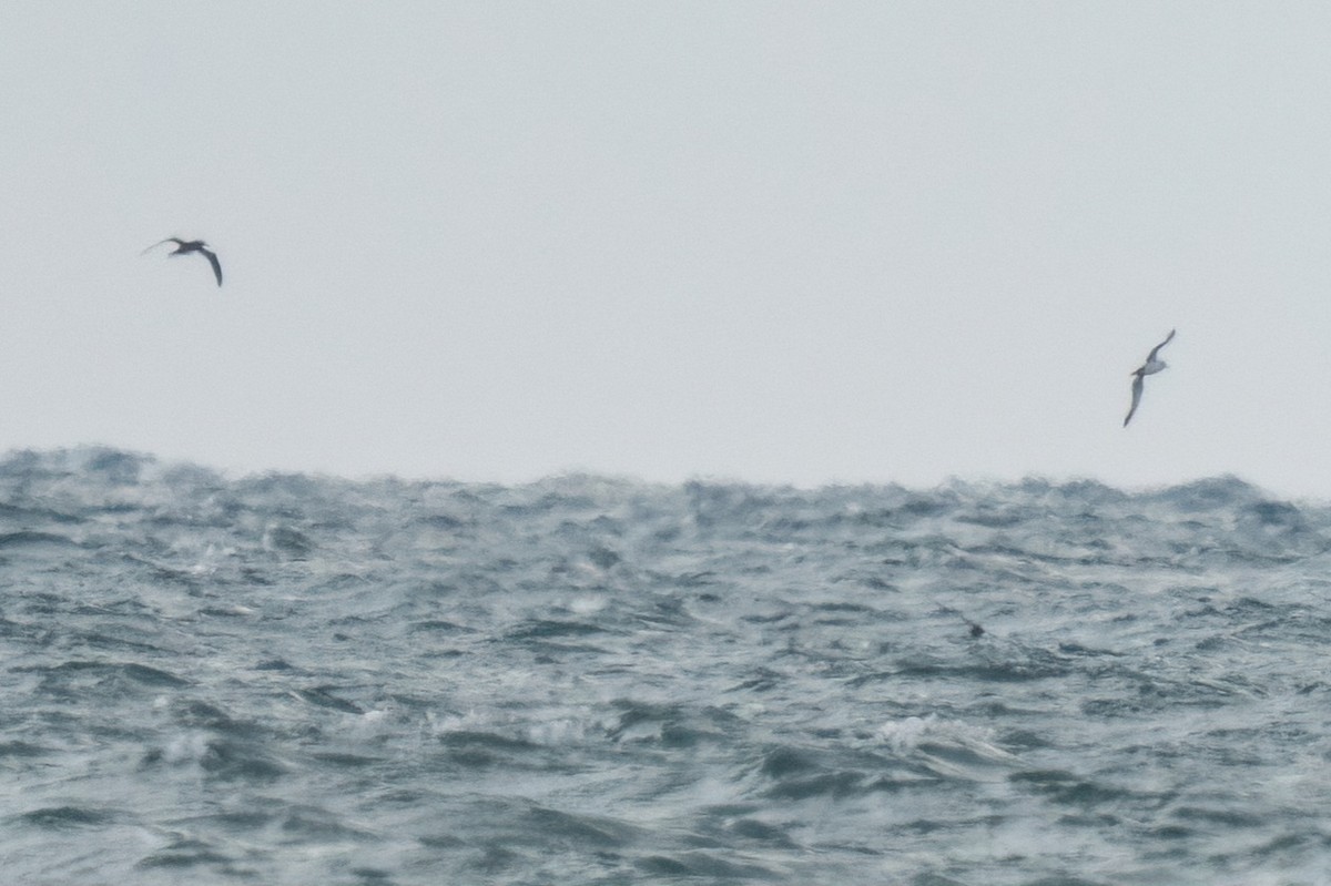 Puffin yelkouan - ML642058647