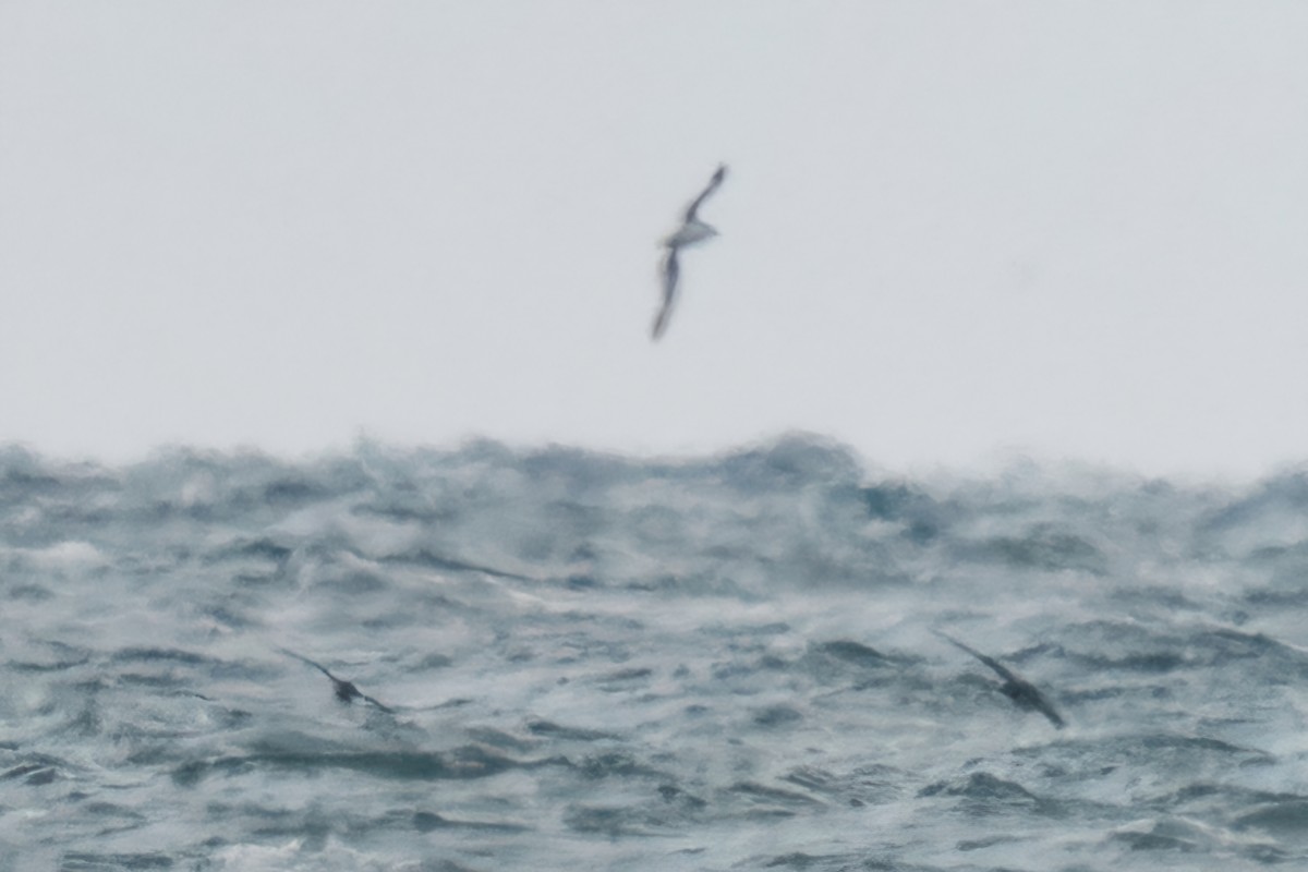 Puffin yelkouan - ML642058648