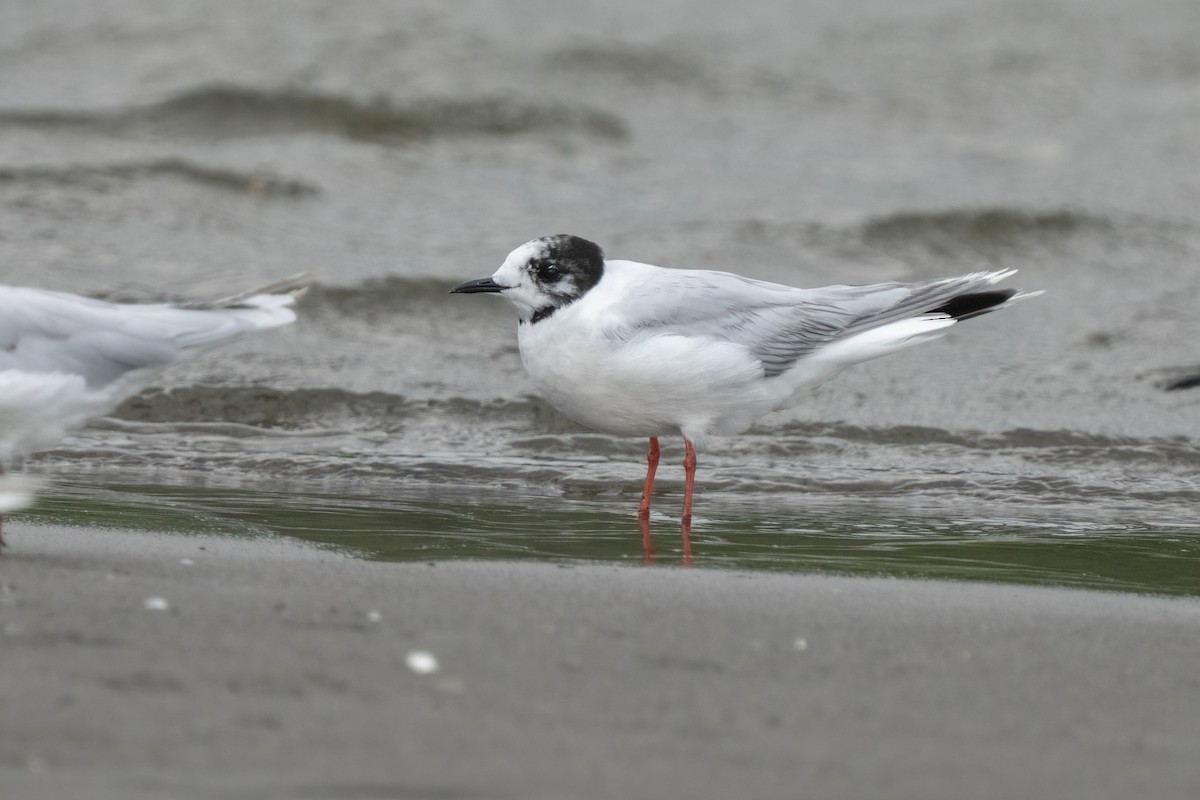 Mouette pygmée - ML642058660