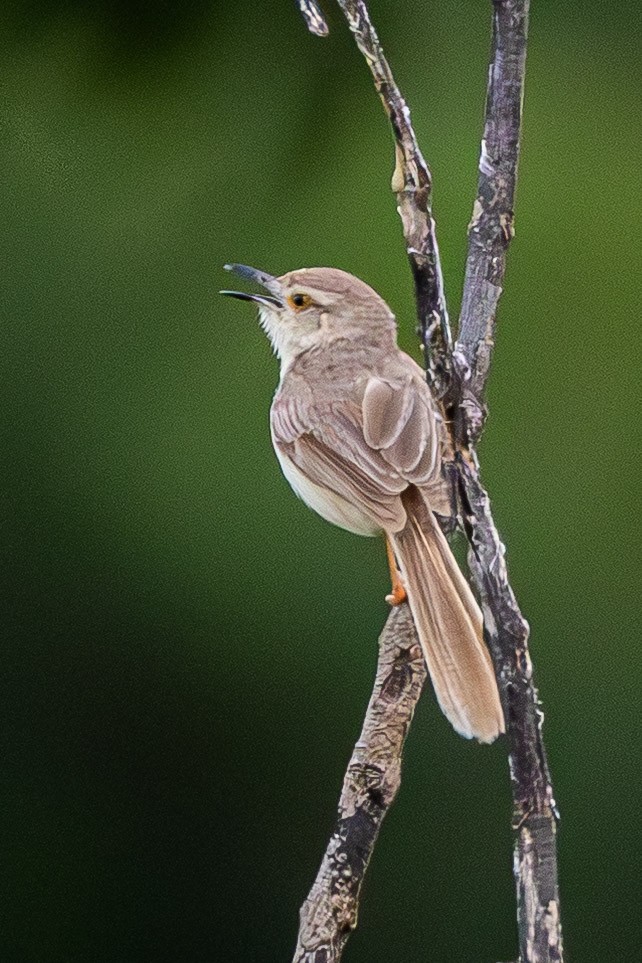 Prinia simple - ML642058661