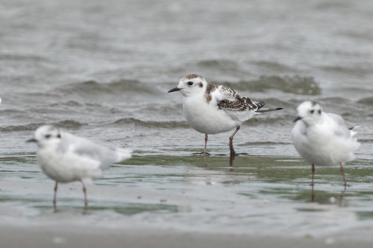 Mouette pygmée - ML642058663