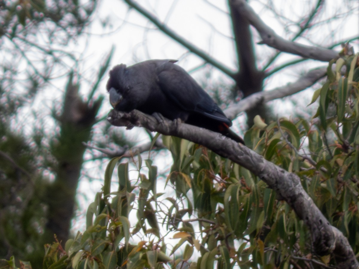 Red-tailed Black-Cockatoo - ML642058666