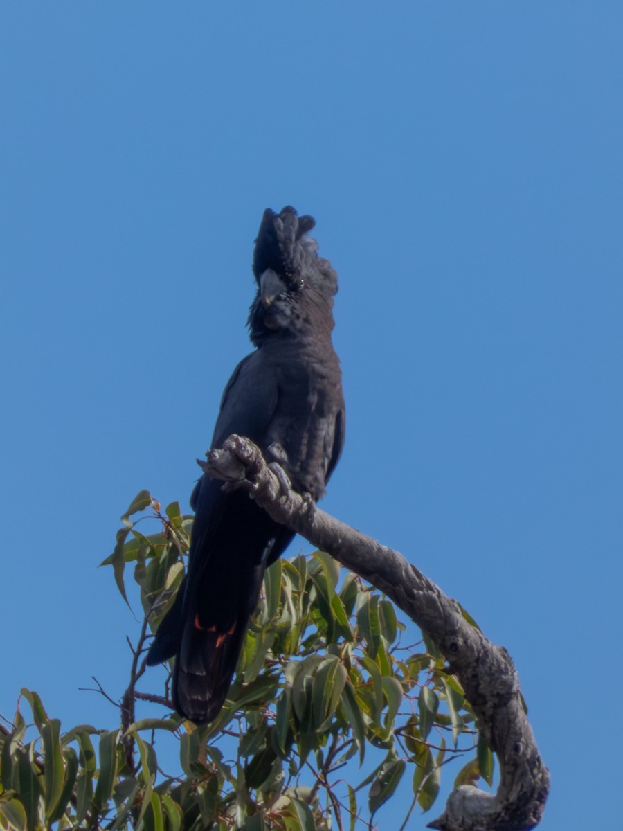 Red-tailed Black-Cockatoo - ML642058668
