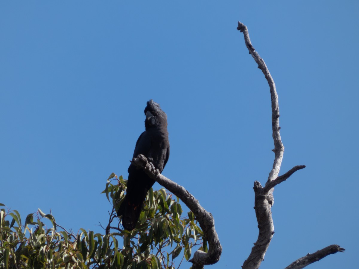 Red-tailed Black-Cockatoo - ML642058669