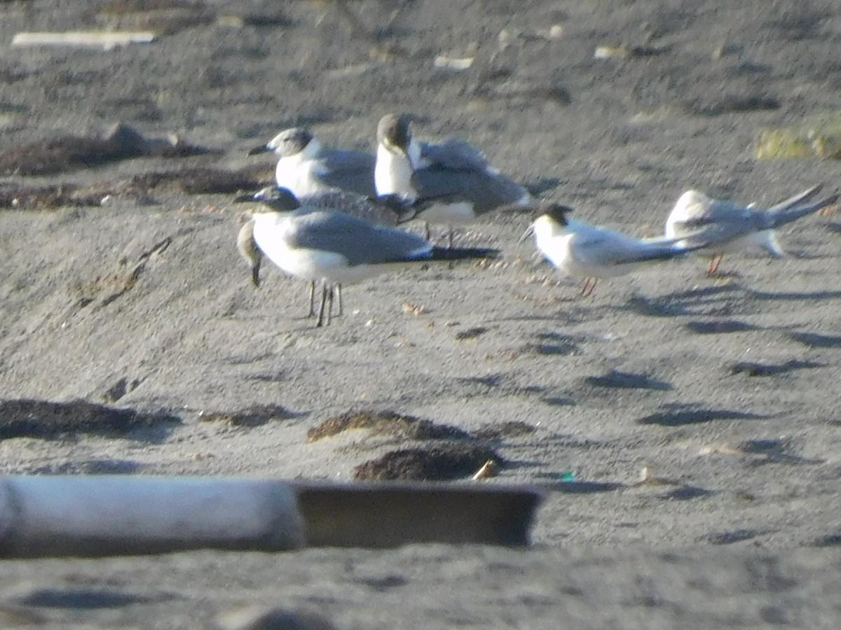 Mouette atricille - ML642058670
