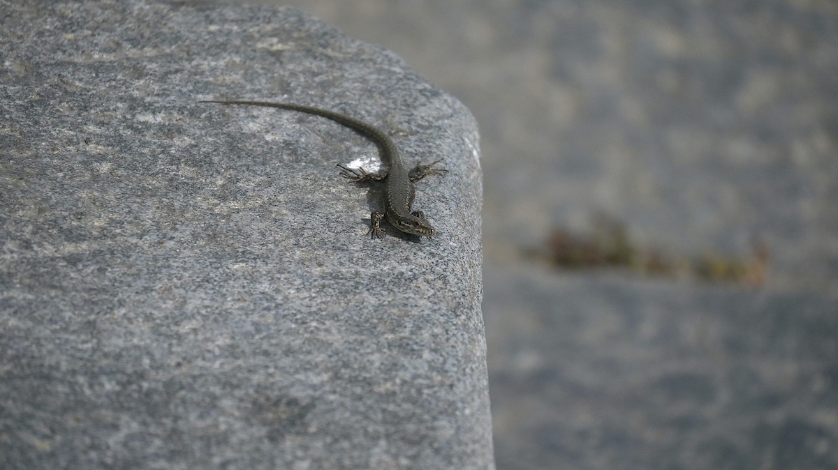 Animaux - ML642058673