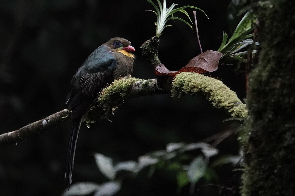 Javan Trogon - ML642058685