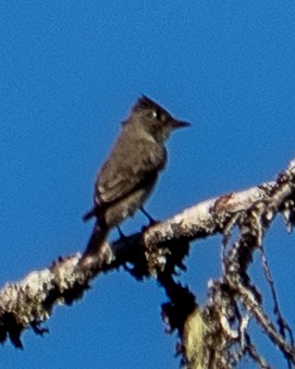 Olive-sided Flycatcher - ML642058686
