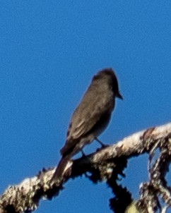 Olive-sided Flycatcher - ML642058687