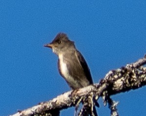 Olive-sided Flycatcher - ML642058688