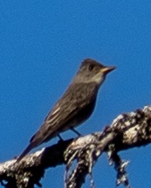 Olive-sided Flycatcher - ML642058689