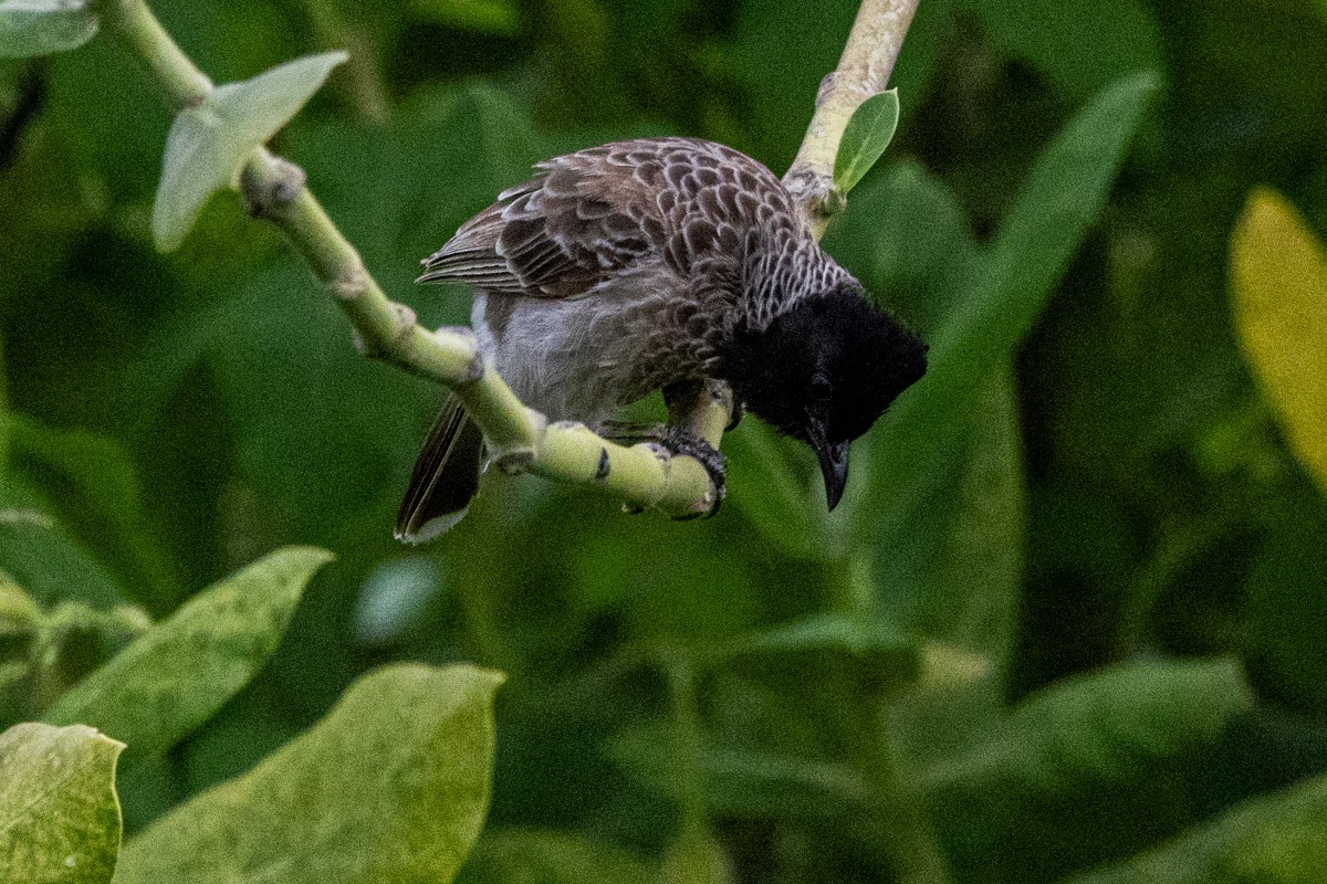 Red-vented Bulbul - ML642058691